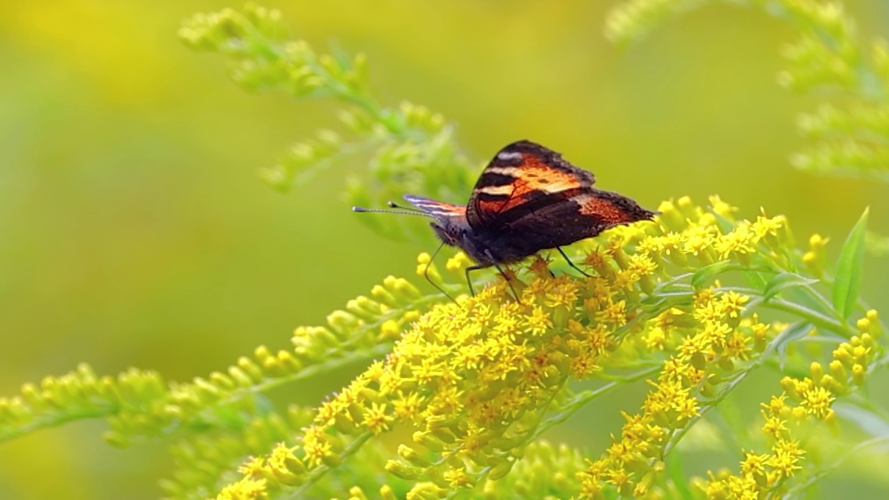 小玳瑁蛱蝶(蛱蝶科，蛱蝶科)是一种欧亚大陆蛱蝶科的彩色蝴蝶。它是一种中等大小的蝴蝶，主要是红橙色的。视频素材
