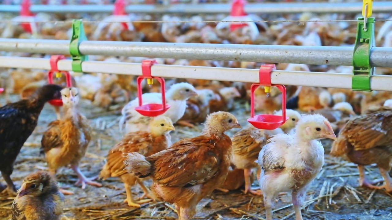 色彩鲜艳的小鸡家禽饮水奶嘴水系统在农场视频素材