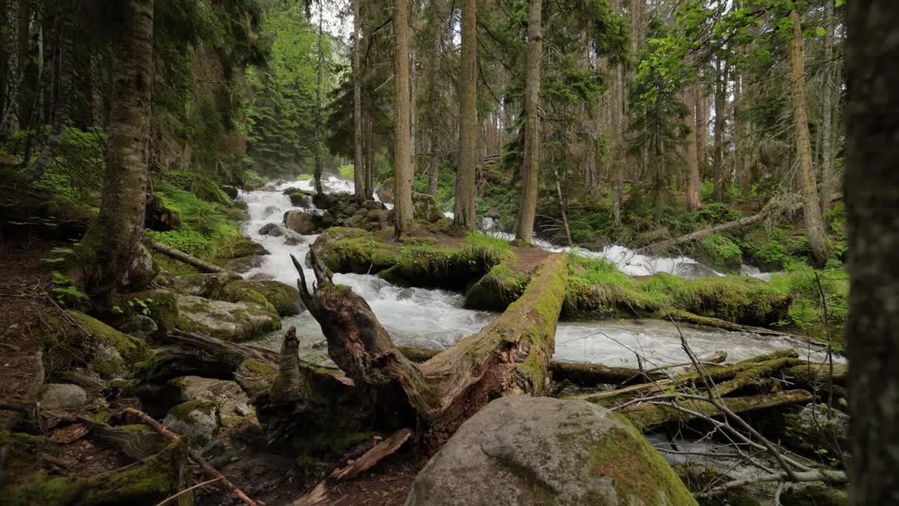 山河在树林中慢动作。美丽的野生动物景观。视频素材