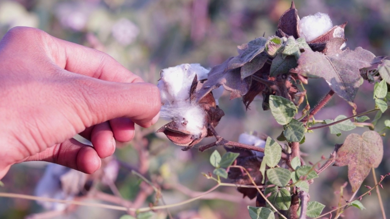 一个男人在农场的田地里手工摘棉花的特写，摘棉花的棉花种植基地，农业和收获的概念视频素材