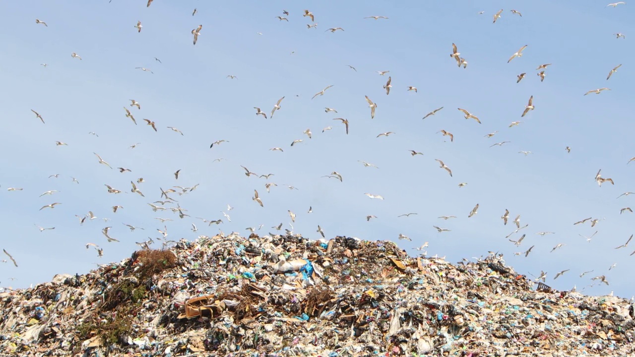 许多鸟飞过垃圾填埋场视频素材
