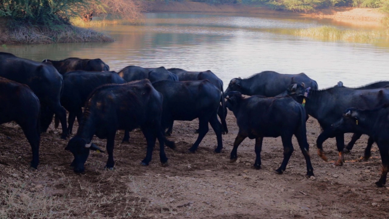 一群水牛站在湖边喝水，美丽的景色一群印度水牛站在湖边，印度家养水牛视频下载