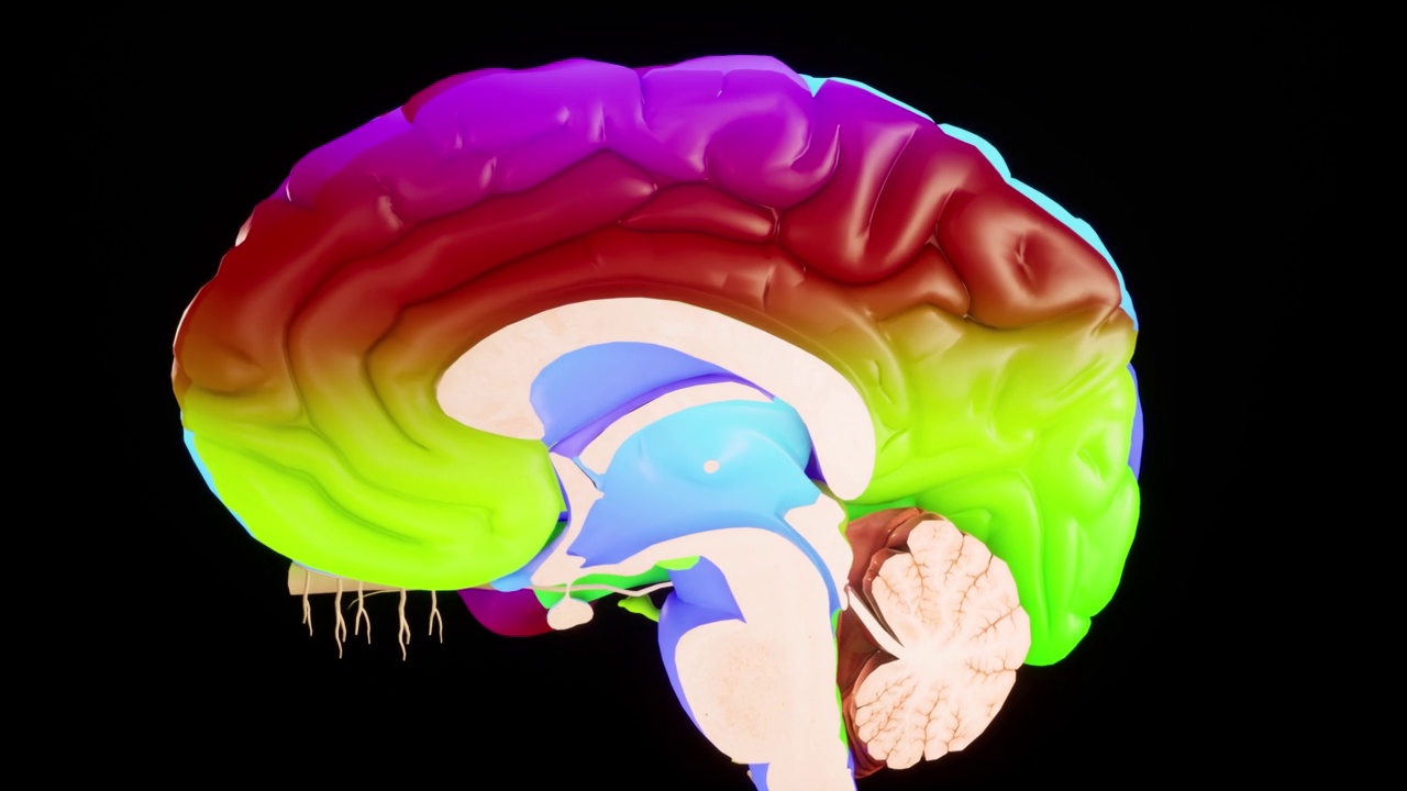 彩色人脑解剖模型在脑屏幕上的三维光滑大脑。视频素材