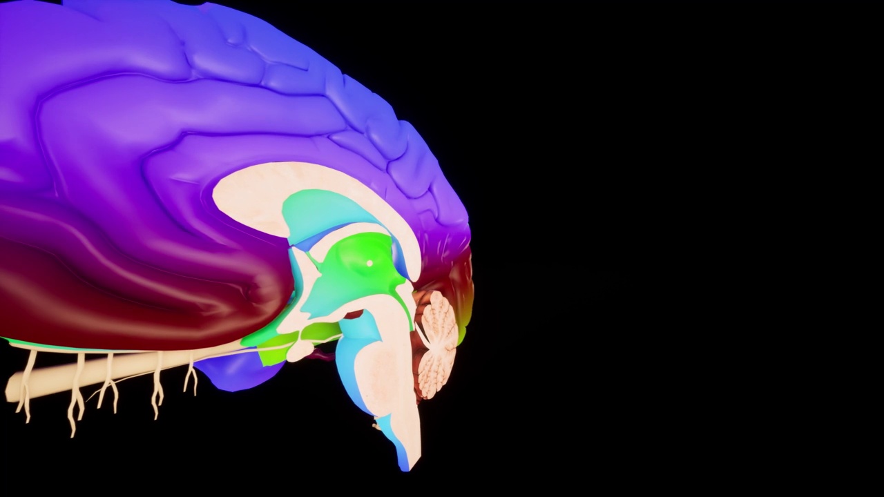 彩色人脑解剖模型在脑屏幕上的三维光滑大脑。视频素材