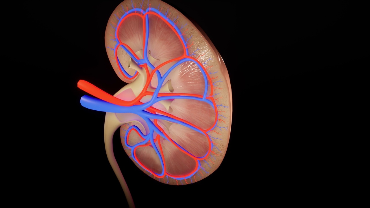 肾的生物动画。三维动画视频素材