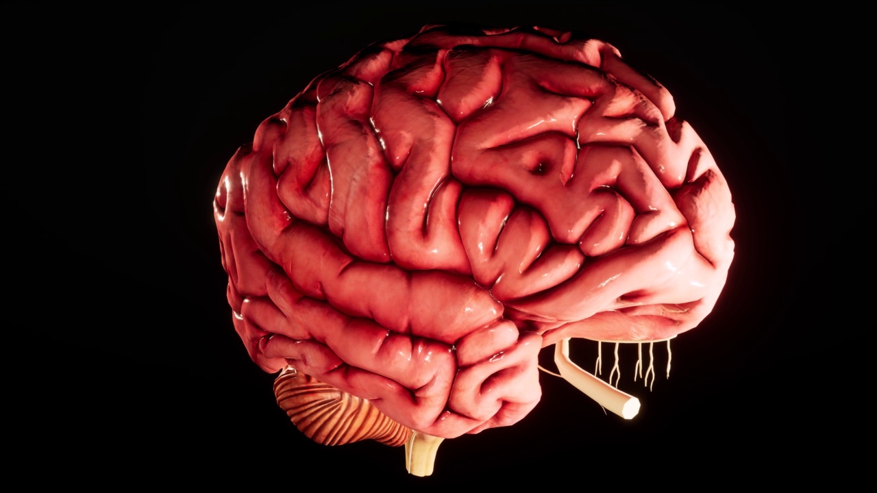 人脑解剖模型在脑屏幕上显示三维光滑的大脑。旋转人脑3D动画4K视频。视频素材