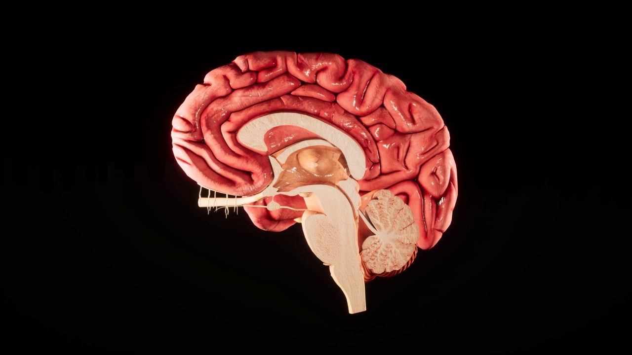人脑解剖模型在脑屏幕上显示三维光滑的大脑。旋转人脑3D动画4K视频。视频素材