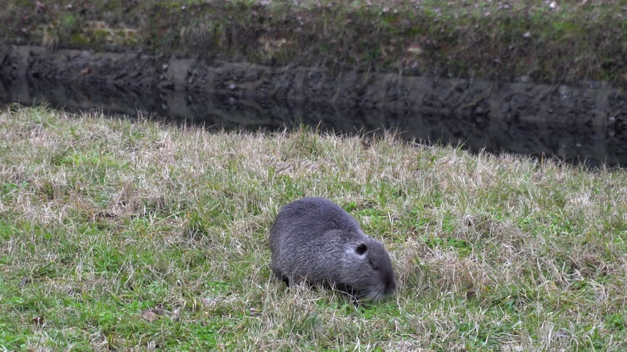 海狸鼠，米兰市中心附近的Navigli运河里的草食性半水生啮齿动物——在新冠肺炎疫情期间，大自然和动物动物恢复了生存空间视频素材