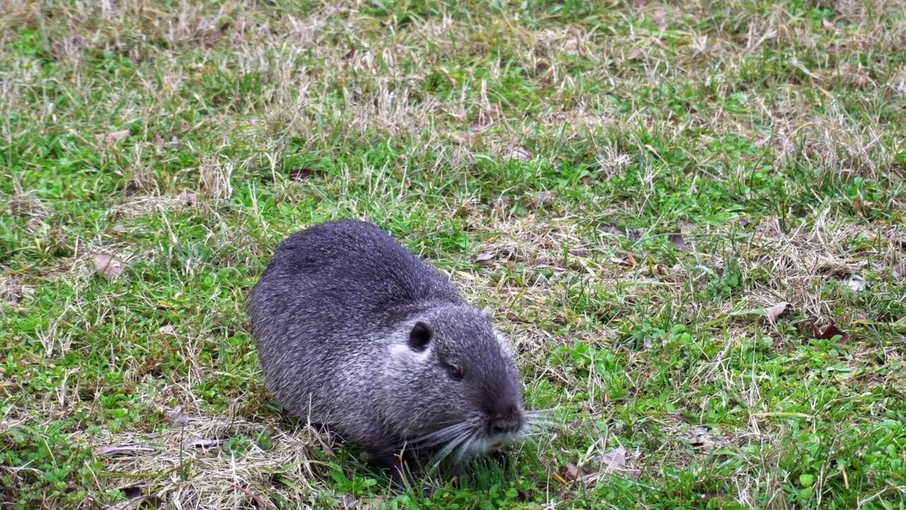 海狸鼠，米兰市中心附近的Navigli运河里的草食性半水生啮齿动物——在新冠肺炎疫情期间，大自然和动物动物恢复了生存空间视频素材