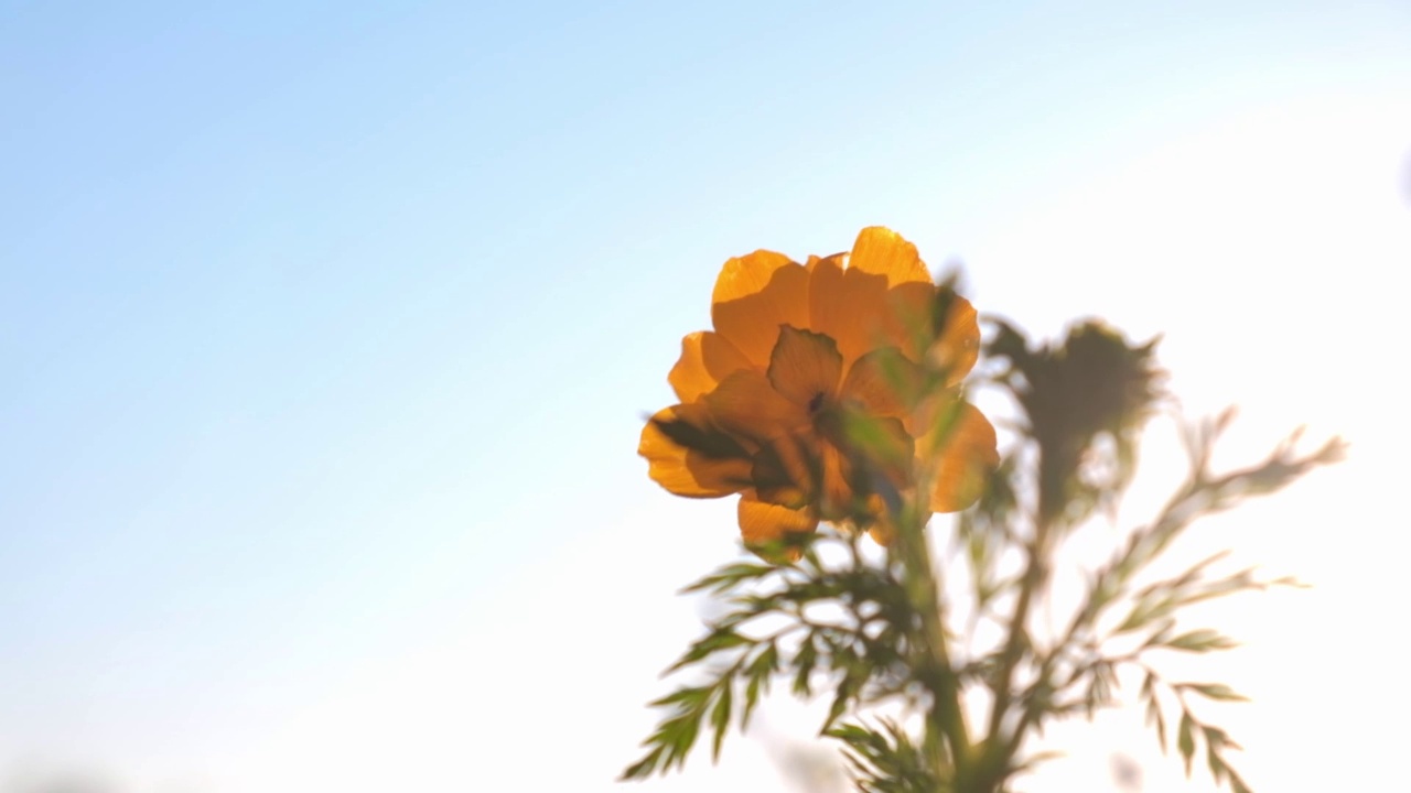 阿多尼斯西伯利亚花朵。鲜艳的黄色春花在风中摇曳，映衬着天空。缓慢的运动。特写镜头。视频素材