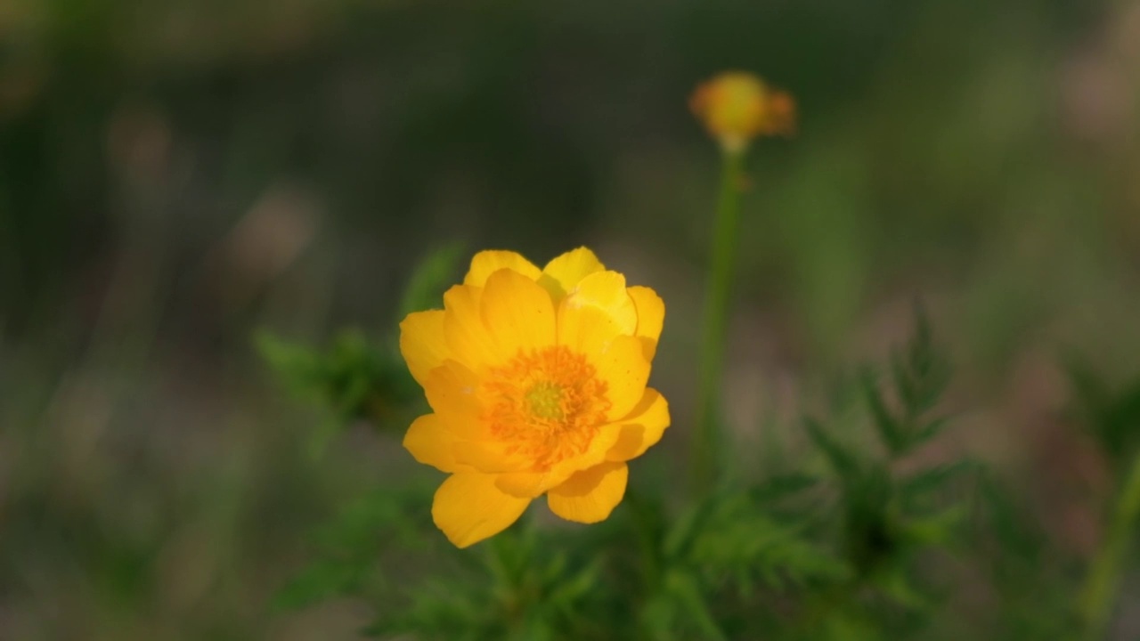 阿多尼斯西伯利亚在春天的森林里开花。鲜艳的黄色春花在风中摇曳。缓慢的运动。特写镜头。视频素材