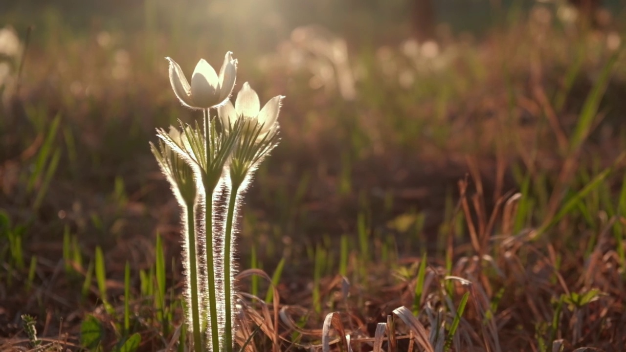 睡草或腰痛-西伯利亚的雪花莲在春天的森林在日落。选择聚焦,特写。视频素材
