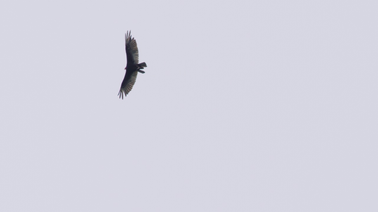 土耳其秃鹫在阴天下互相飞过视频素材