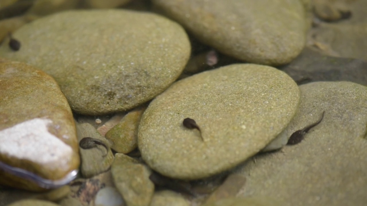 山间河流里的一群蝌蚪视频素材