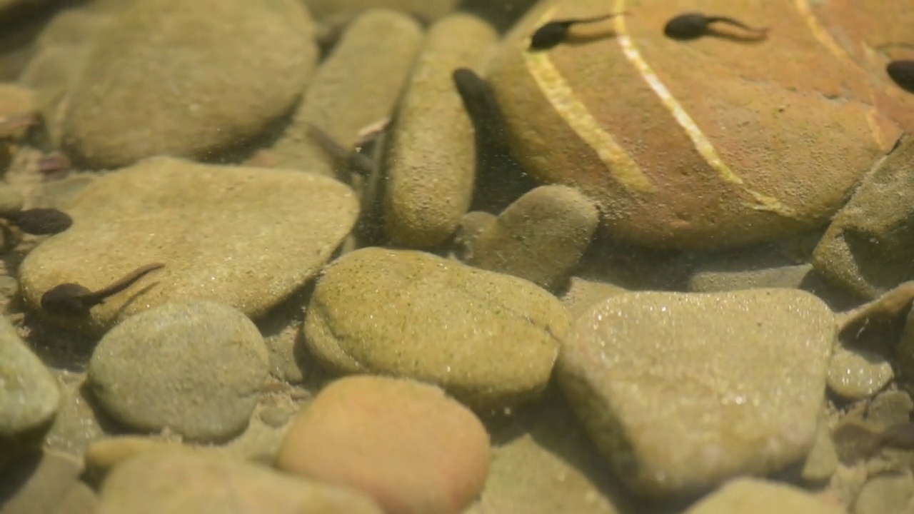 山间河流里的一群蝌蚪视频素材