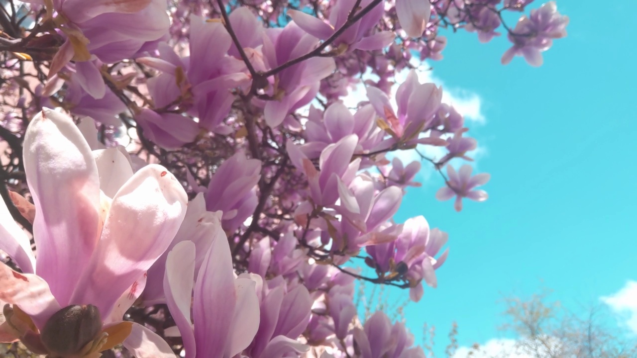 春天的蓝天映衬着一枝盛开的杜鹃花视频素材