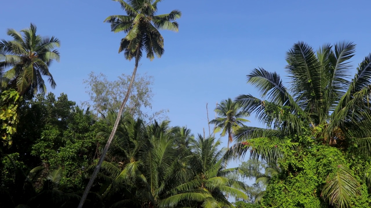 热带岛屿上的棕榈树视频素材