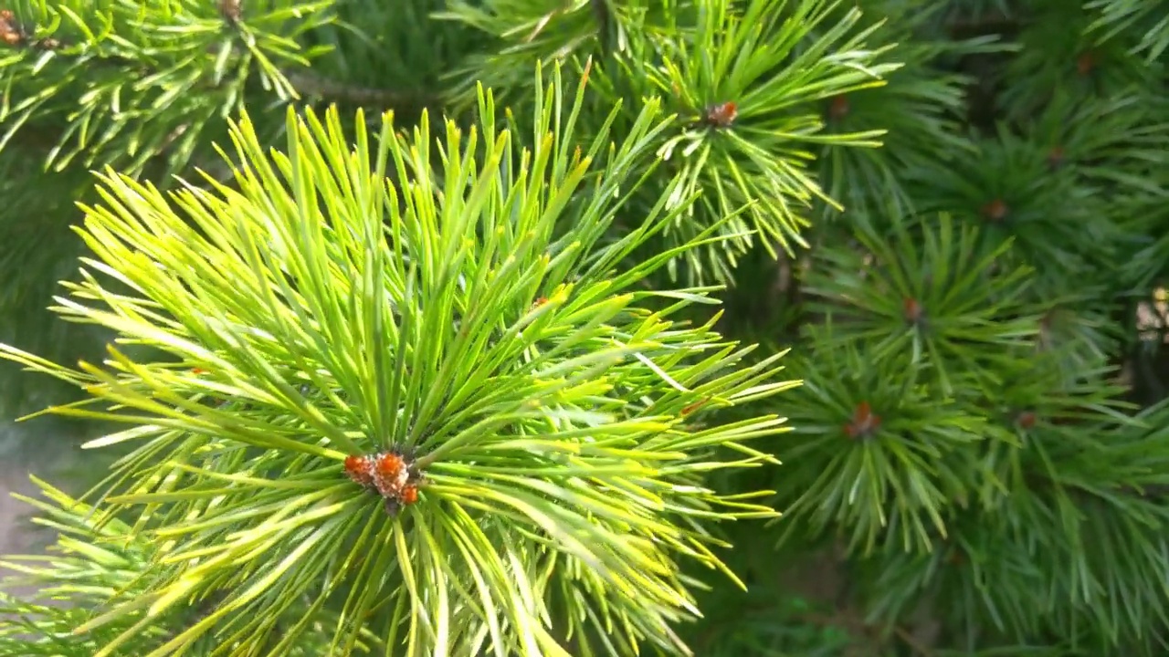 森林里一棵松树的嫩绿树枝的特写视频素材