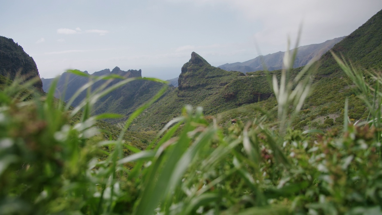 马斯卡山谷与绿色的叶子在前景。西班牙特内里费,加那利群岛视频素材
