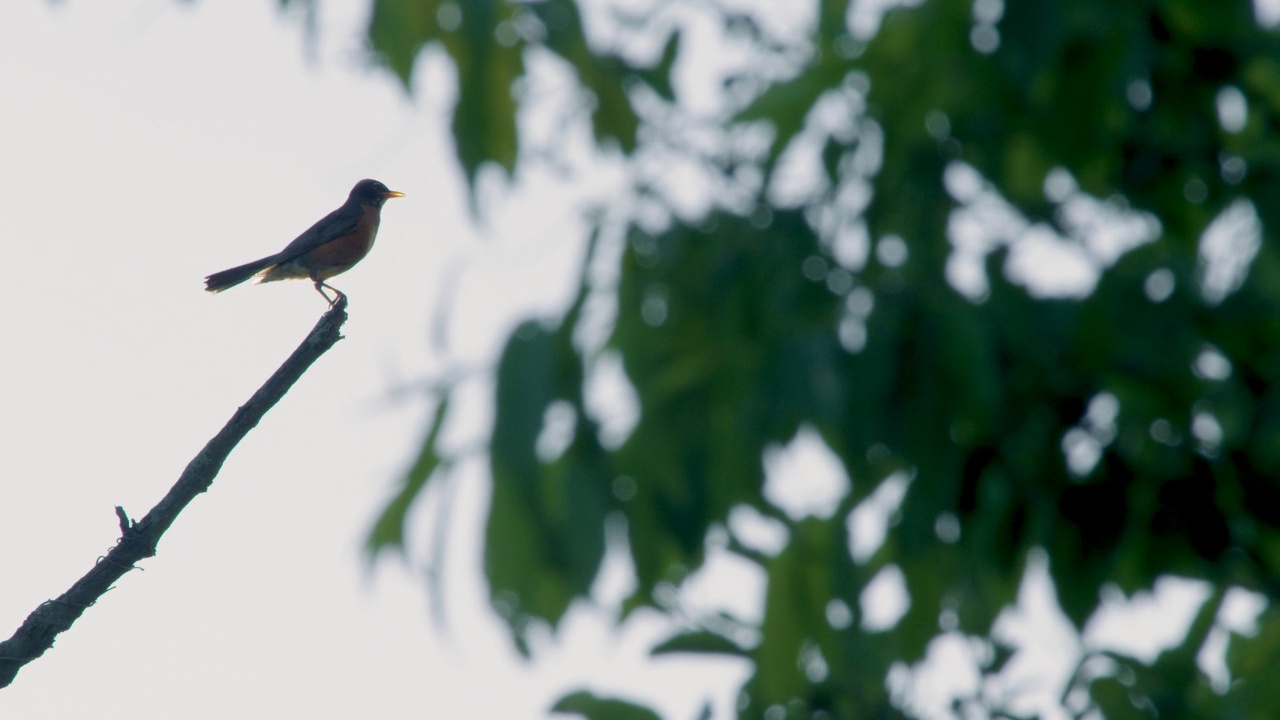 美洲知更鸟栖息在树枝上的剪影视频素材