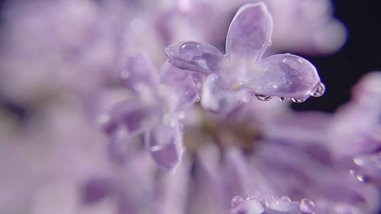 淡紫色花朵视频素材