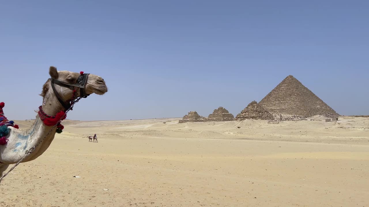 骆驼经过埃及开罗吉萨谷的大金字塔。视频素材