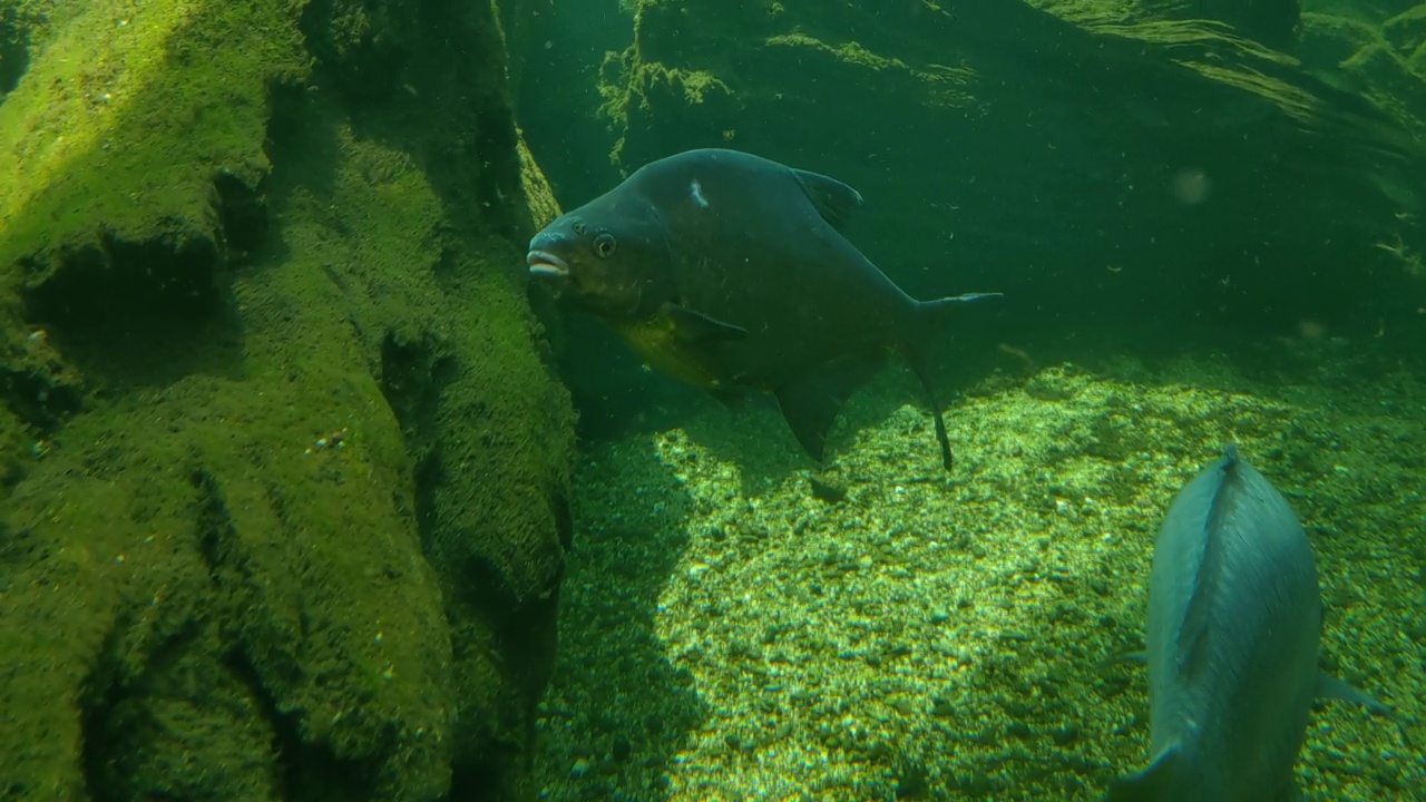 在湖底游泳的鱼的水下摄影视频素材