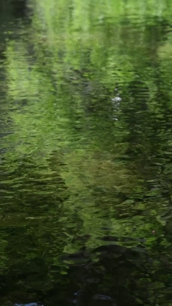 慢动作河面和原始森林视频素材