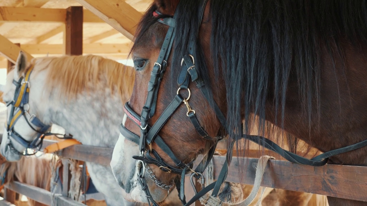 美丽的马站在户外的摊位，动物的头部特写视频素材