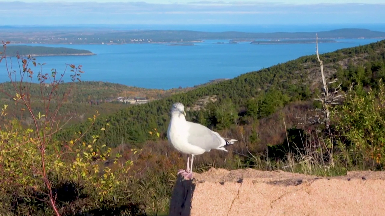 缅因州，海鸥欣赏着从凯迪拉克山到大西洋的美景视频素材
