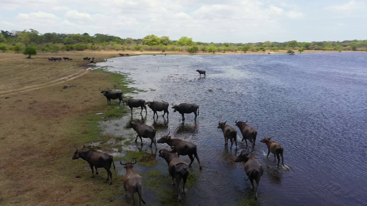 斯里兰卡国家公园里的水牛。视频素材