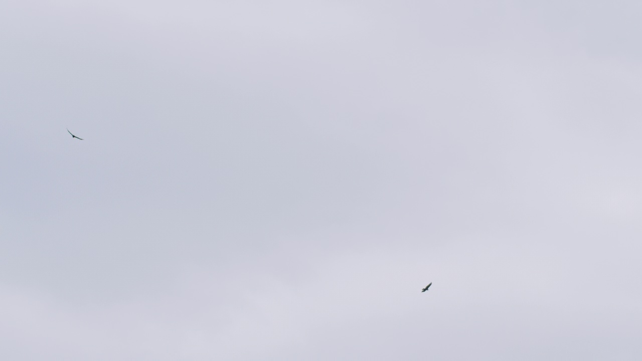 两只土耳其秃鹫在阴天下盘旋视频素材