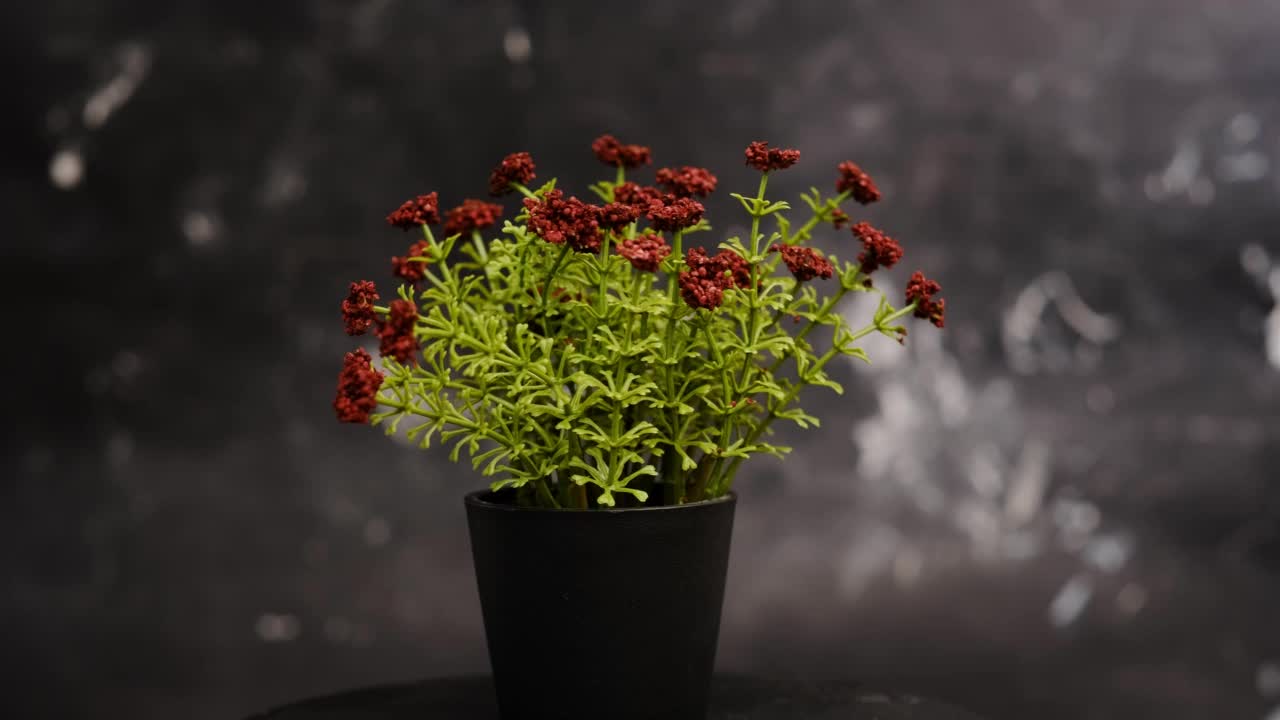 红色的花朵在黑色的花盆里盛开视频素材