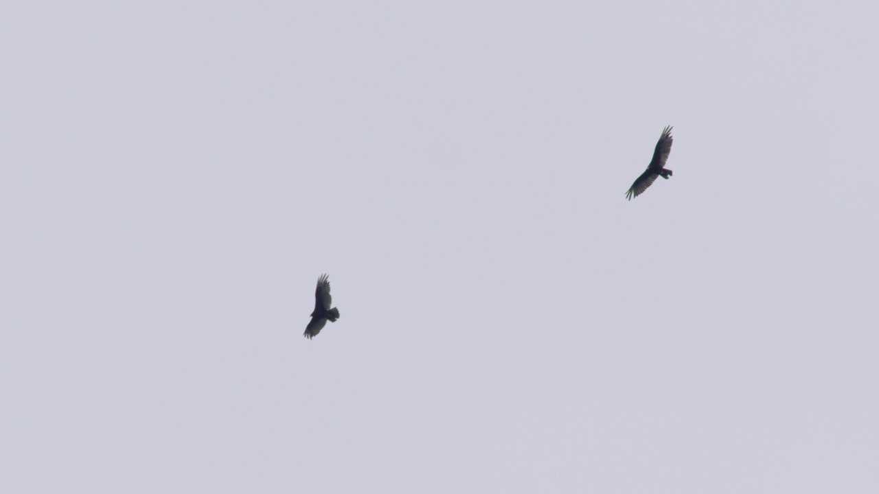 两只土耳其秃鹫在阴天下同步飞行视频素材