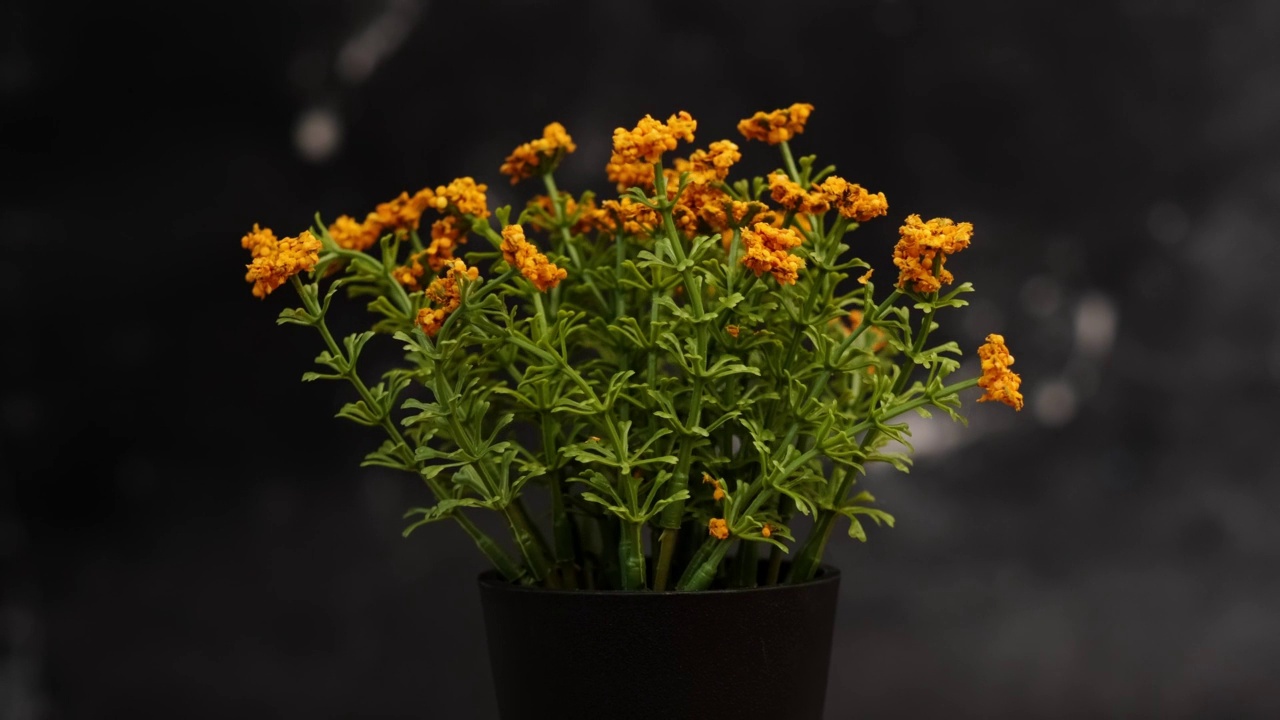 橙色的花朵在黑色的花盆里盛开视频素材
