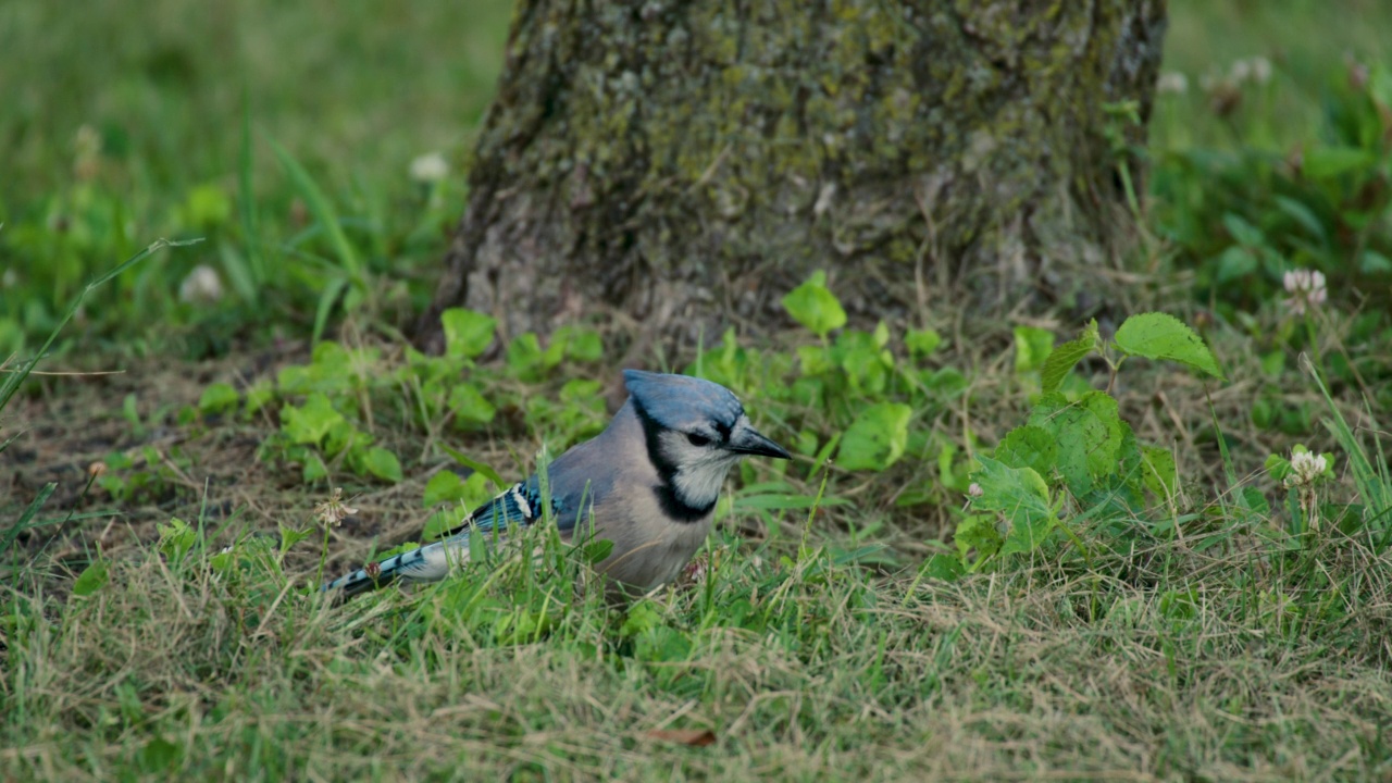 在草丛中啄食的蓝松鸦视频素材