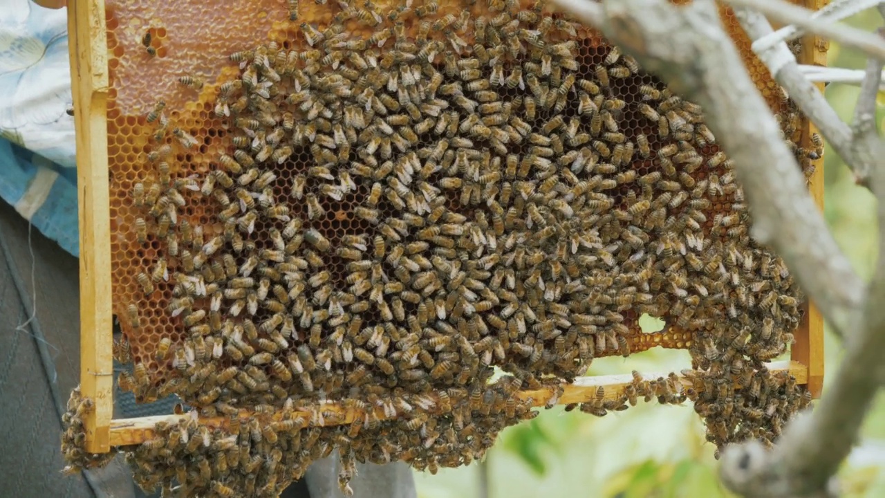 养蜂人从蜂巢近距离拍摄覆盖着蜜蜂的框架。养蜂、产蜜、养蜂理念视频素材
