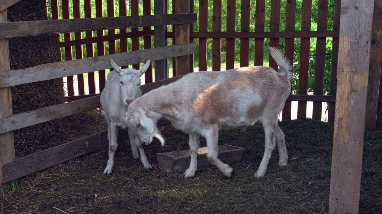 围场里的一只山羊和一只普通的白色山羊。山羊看着镜头。在农场饲养牛。视频素材