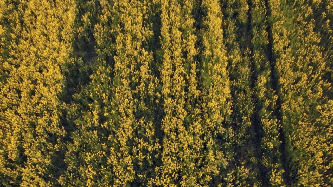 无人机从上到下降落在油菜籽盛开的田野上。生态柴油原料。视频素材