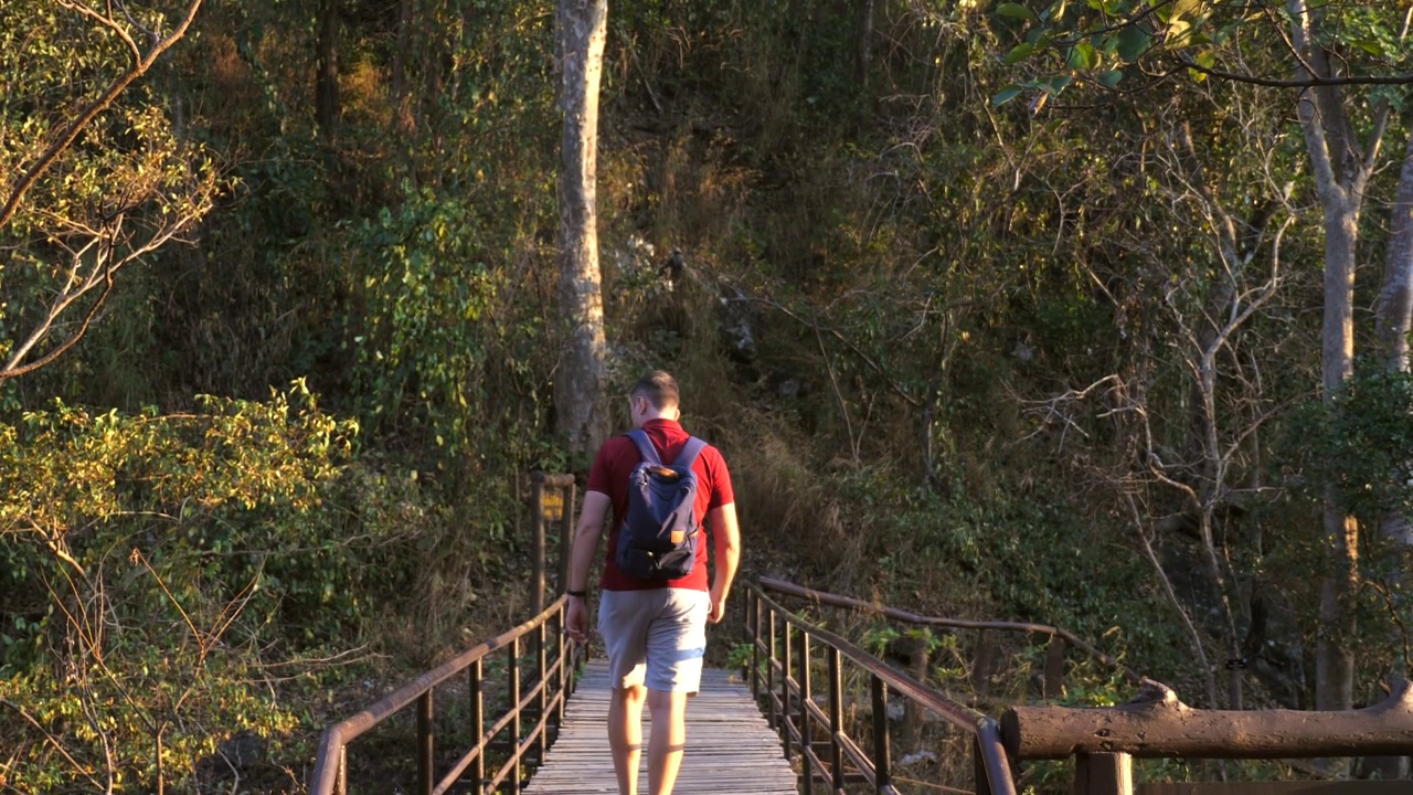 快乐的人与双肩包去远足或徒步在步行桥在森林的自然保护区，后视图。成年男性游客在日落时分走在林中的木道上。旅游,旅游的概念视频素材