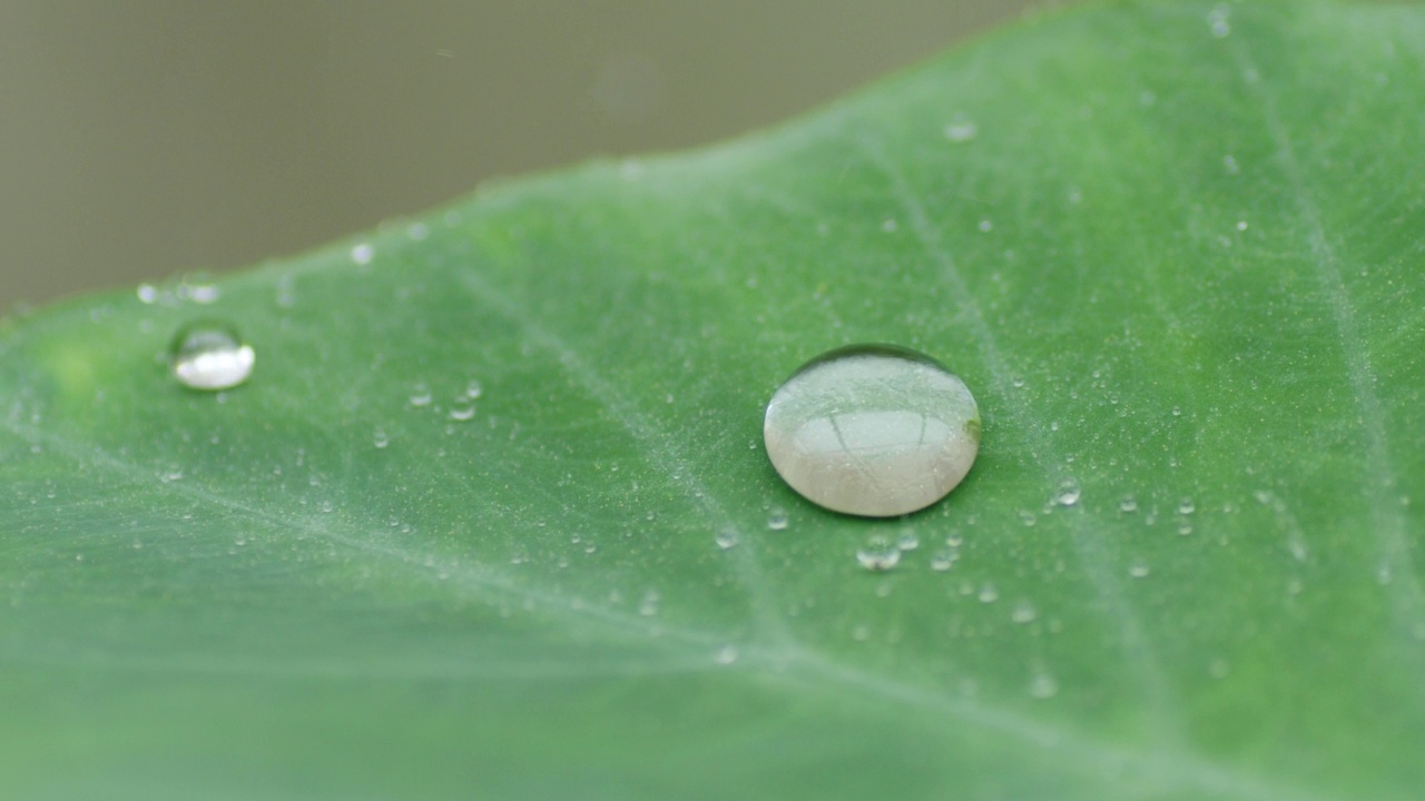 雨滴落在热带树叶芋或芋头叶子聚集到一个更大的水滴滚动在叶子上，慢动作特写镜头。视频素材