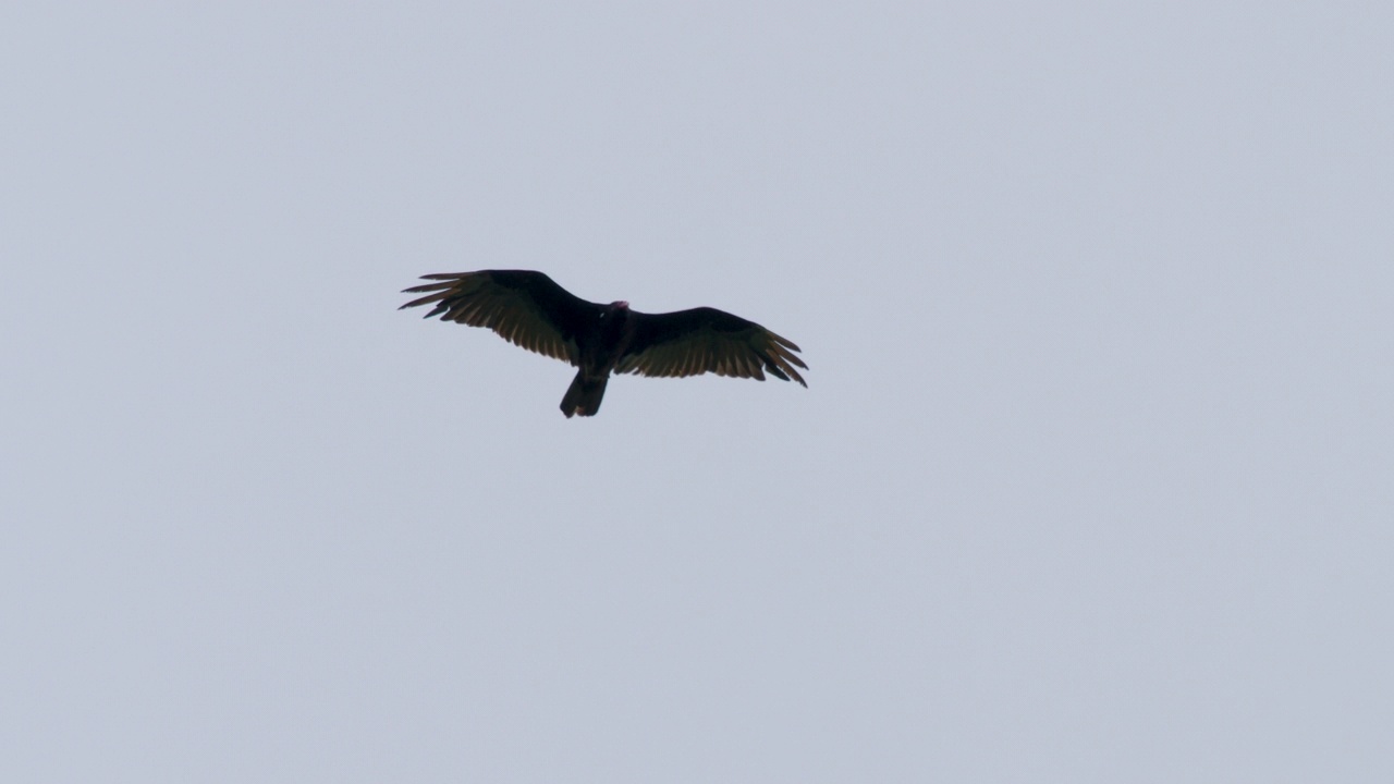 在阴天下滑翔的土耳其秃鹫视频素材