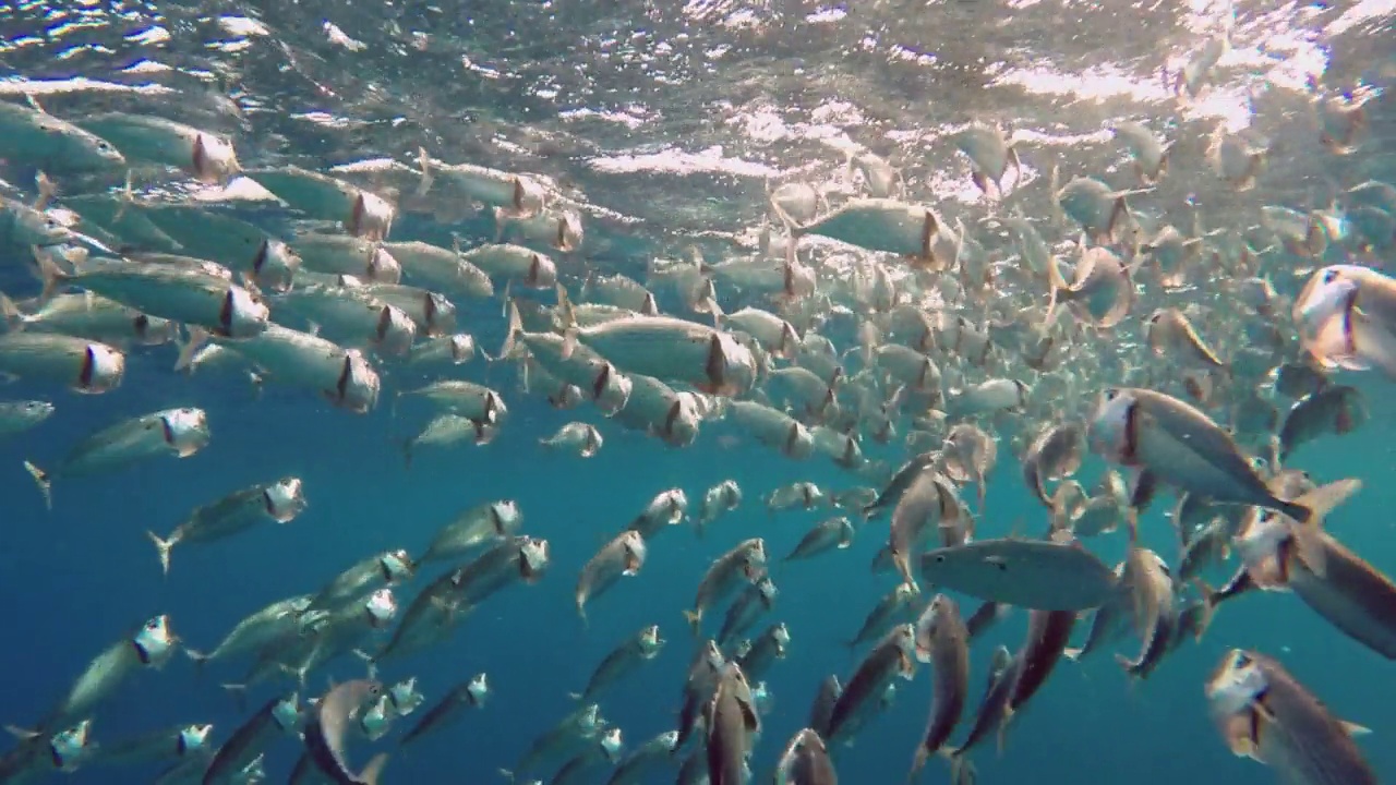 在埃及红海喂养的印度鲭鱼(Rastrelliger kanagurta)视频素材