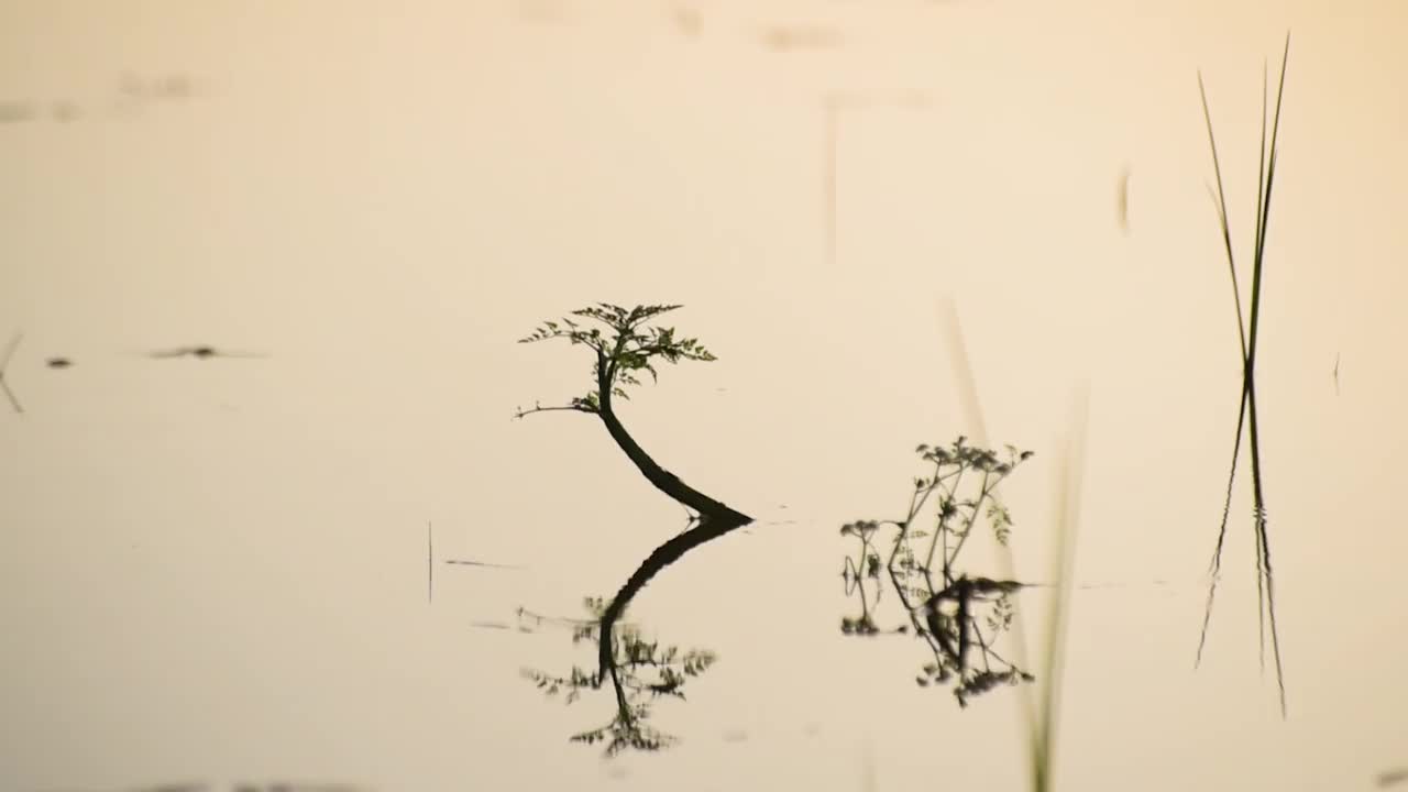 以日落时分的湖中植物为背景视频素材