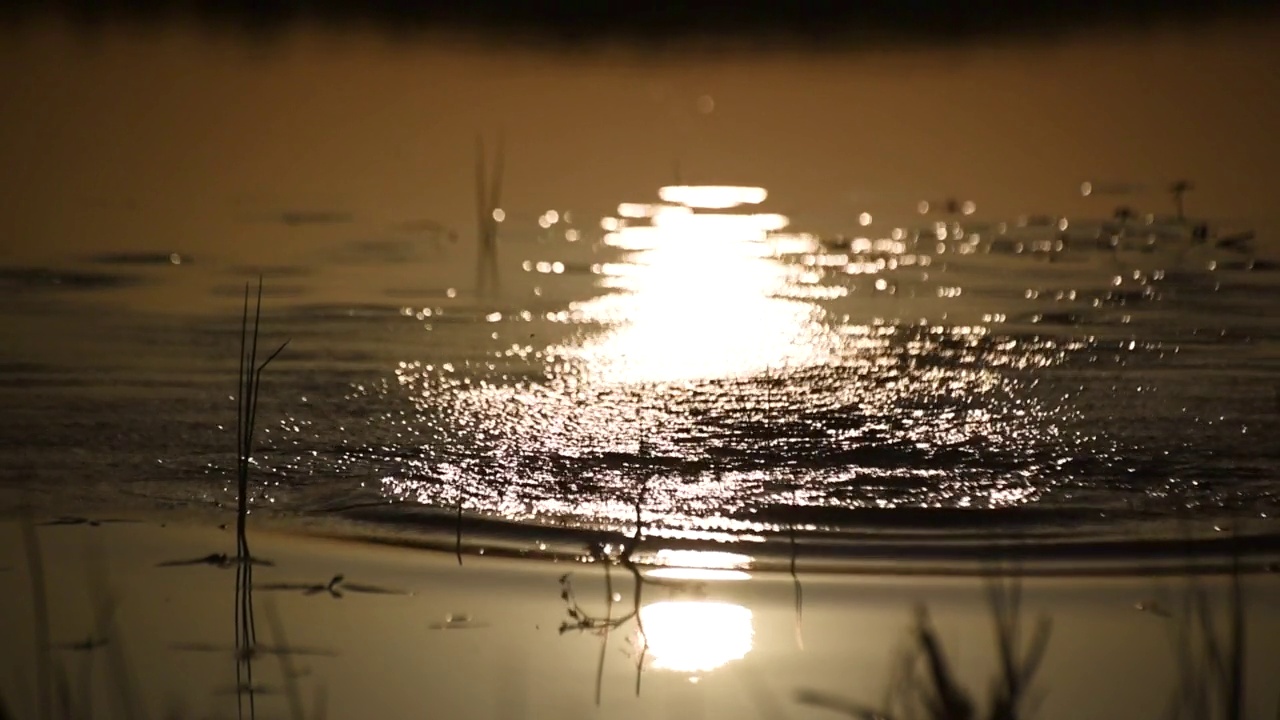 以日落时分的湖中植物为背景视频素材