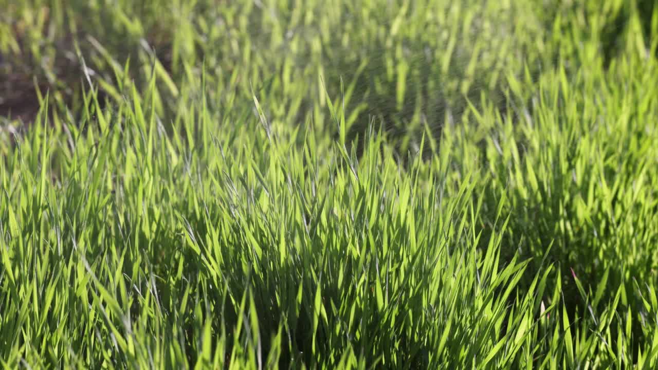 大风天的绿草，水珠在附近飞舞视频素材