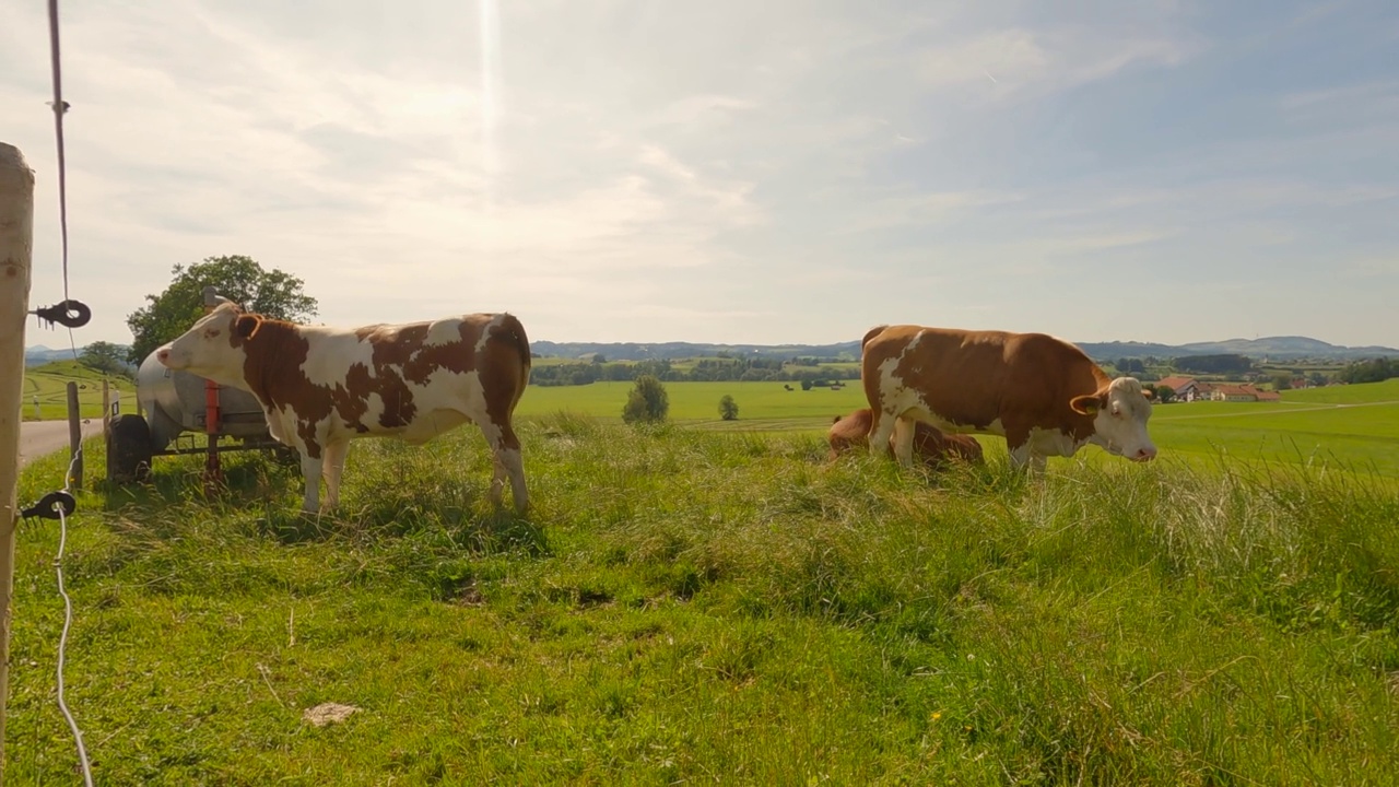阿尔卑斯山区的农业、畜牧业和原乳制品生产。夏天，阳光明媚的德国拜仁地区，棕色和白色的奶牛在吃草。一群奶牛在绿色的牧场上视频素材