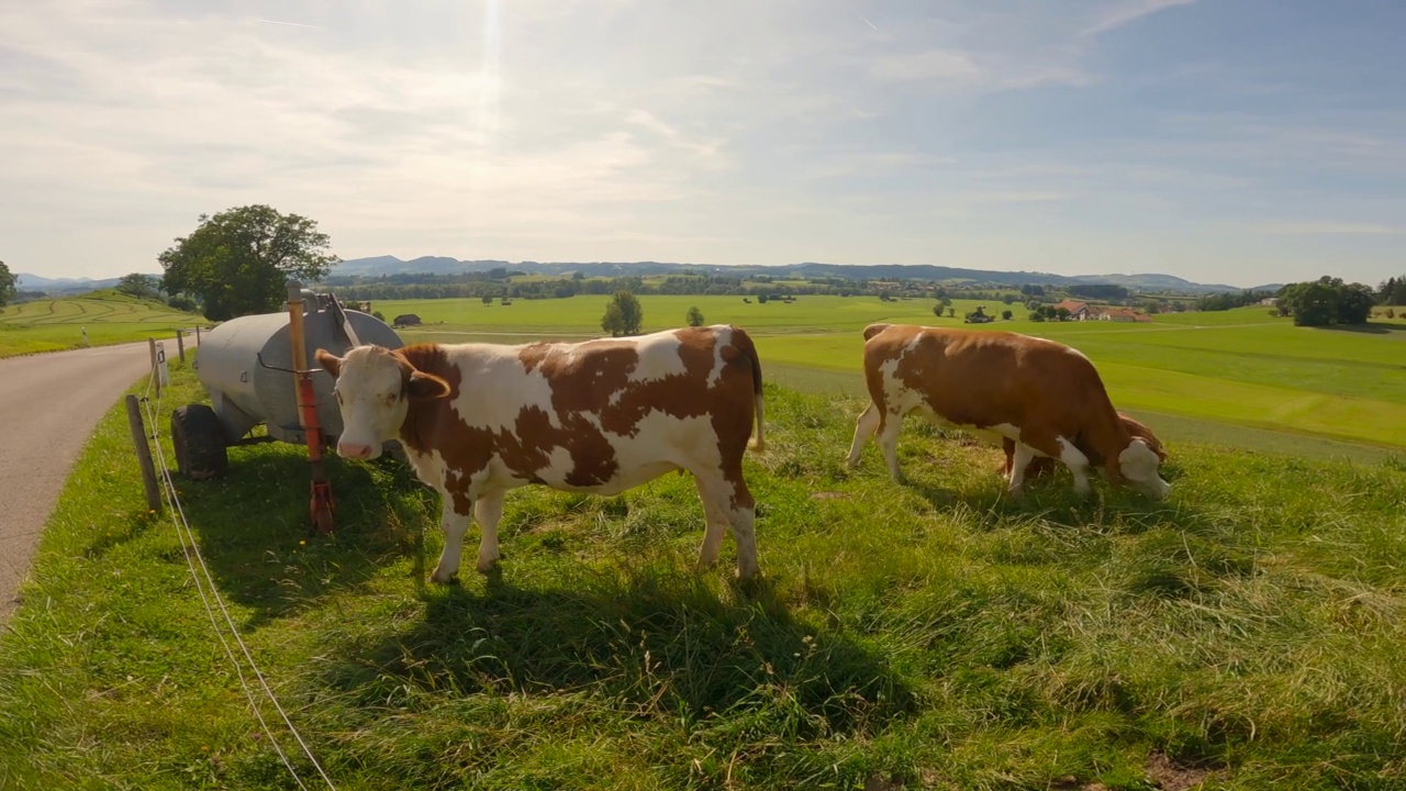 日耳曼尼亚拜仁地区的有机农业。德国巴伐利亚，可爱的棕色和白色奶牛在夏天的草地上吃草。牧场上的快乐奶牛。阿尔卑斯山的农业、养牛和乳制品视频素材