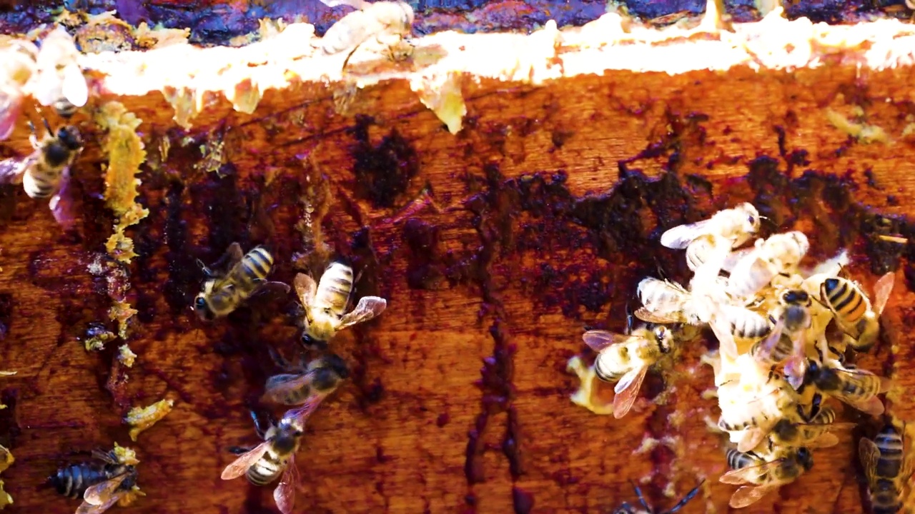 养蜂人用手拿出蜂房，将蜂群挤碎，泵出蜂蜜。蜂疗。视频素材