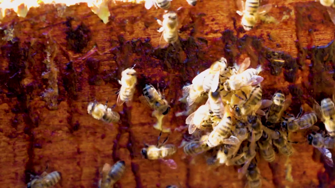蜜蜂一家在一个阳光明媚的日子里，在敞开的蜂箱壁上筑起一块蜂巢。蜂疗。视频素材